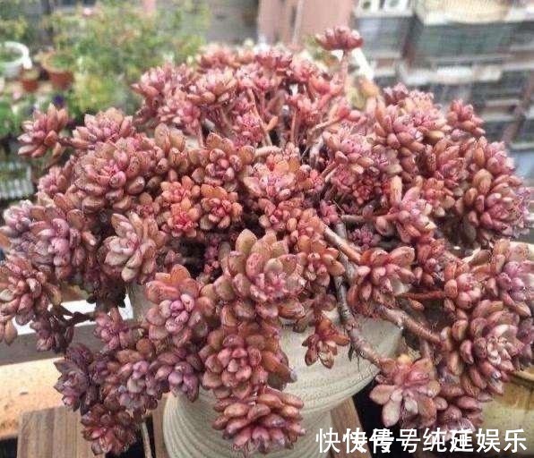 喜欢养多肉就挑漂亮的养,12款迷人的紫色多肉,好看还好养