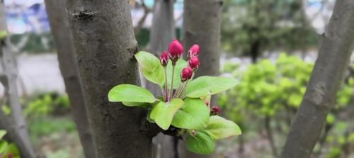 春季科学借势给孩子长个子加油