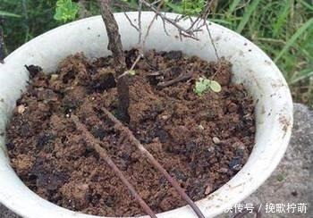 花盆|养花浇水要懂“见干见湿”,如何理解怎么把握你知道吗!