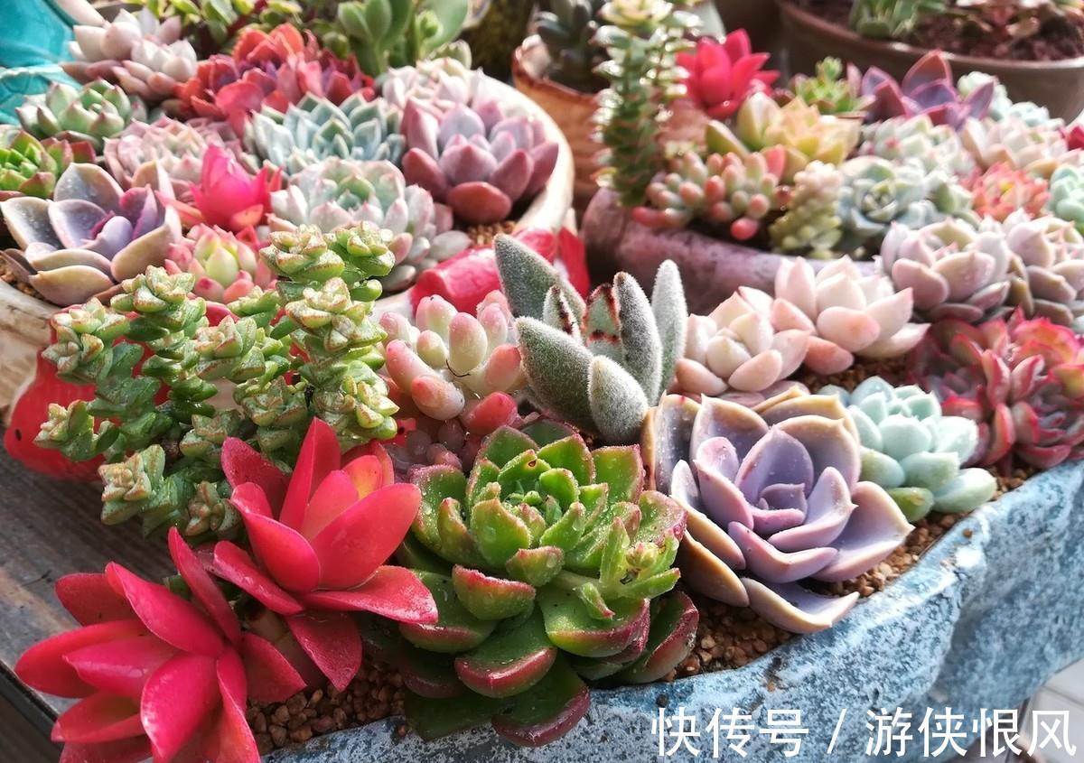 喜欢的多肉太多了,不如放在一起打造多肉组合盆栽,让美丽翻倍