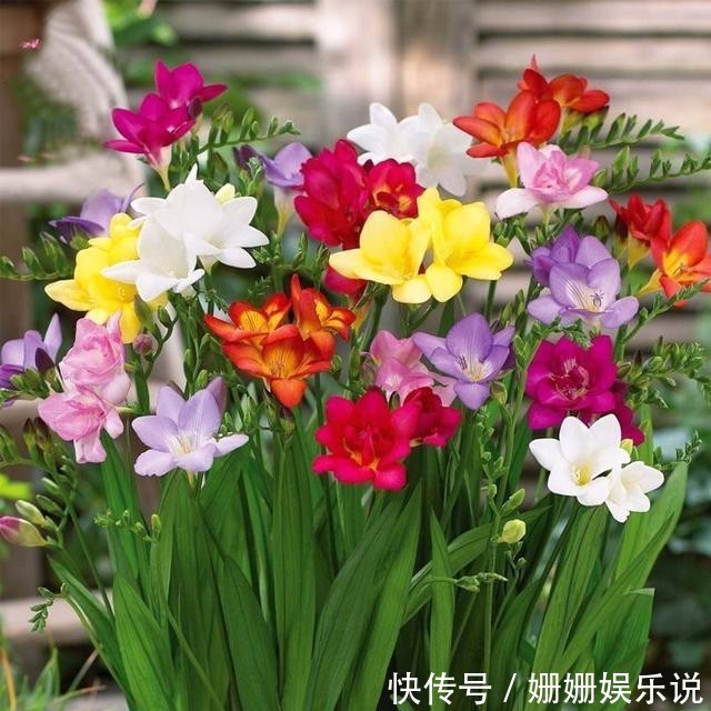 喜欢在家养护花卉，就选3种花卉，花色艳丽，花期长，开花量繁多
