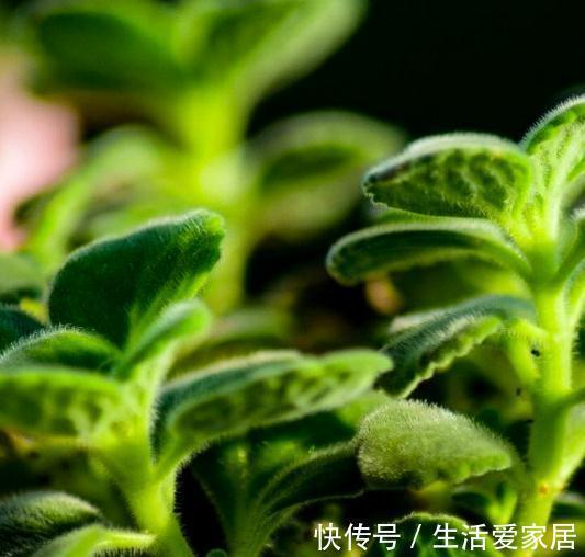 此种植物一碰一身香,不仅能驱蚊虫还能吃,聪明人都在养
