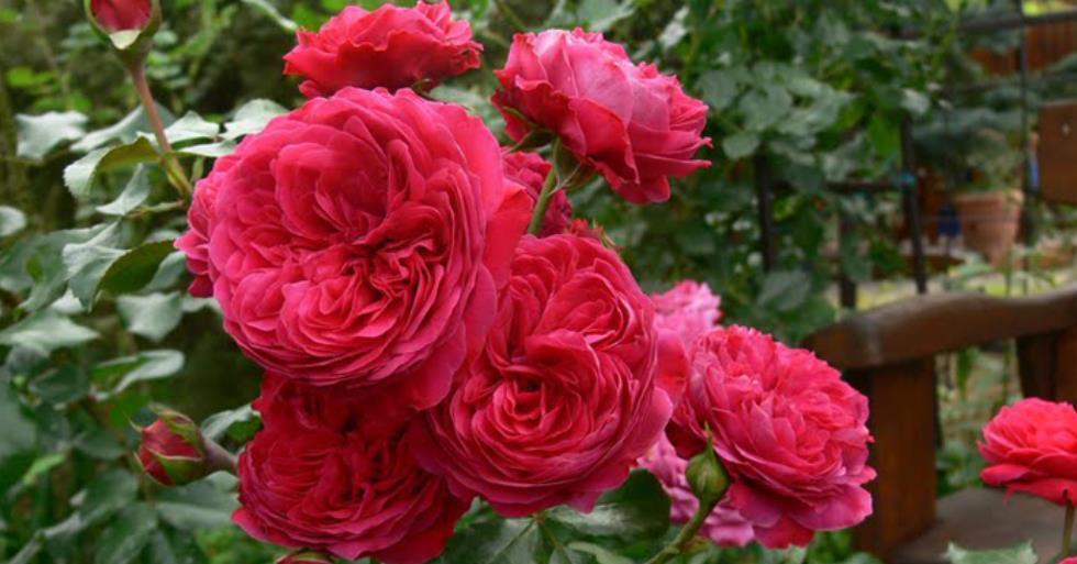 2021年养过的10款月季,皮实好养开花美,你最喜欢哪种?