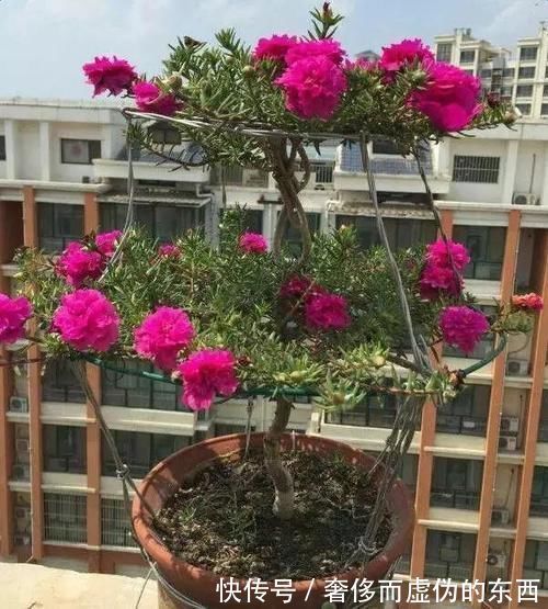 一年生|5年,把“太阳花”养成一棵“小花树”,年年花开不断