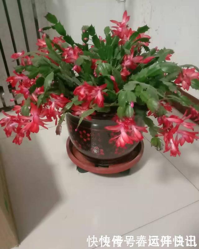 浇水|多年的蟹爪兰，勤做三动作，重新缀化，叶插苗养成繁花小老桩