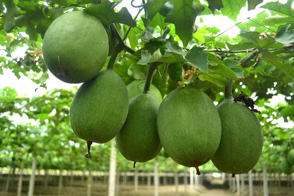 西瓜|此果浑身是宝,很多人误当成小西瓜,女性经期吃点,远离乳腺炎症