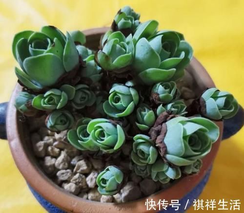 氮磷钾肥养多肉，全盆栽成“胖娃娃”，让别人看了都羡慕