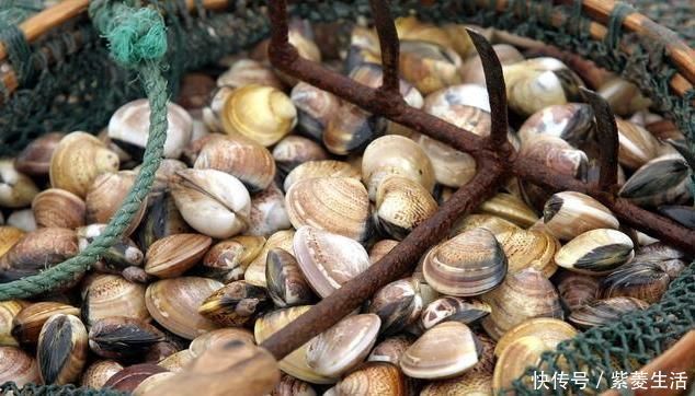 软坚|一味不被人熟知的良药,“除一身之湿消水肿,软内外硬结散瘿瘤”