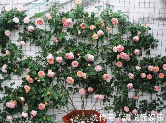 三角梅|家里有小院,种上爬藤花,爬上墙爬上窗,美到极致,天上人间