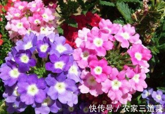 金心吊兰|农历十一月大雪过后,养什么花?家里养3种花,一帆风顺万事如意