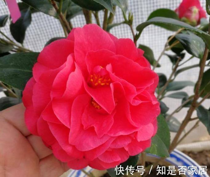 吊兰|让人省心的10大花卉,个个是“耐养型”,绿萝没上榜