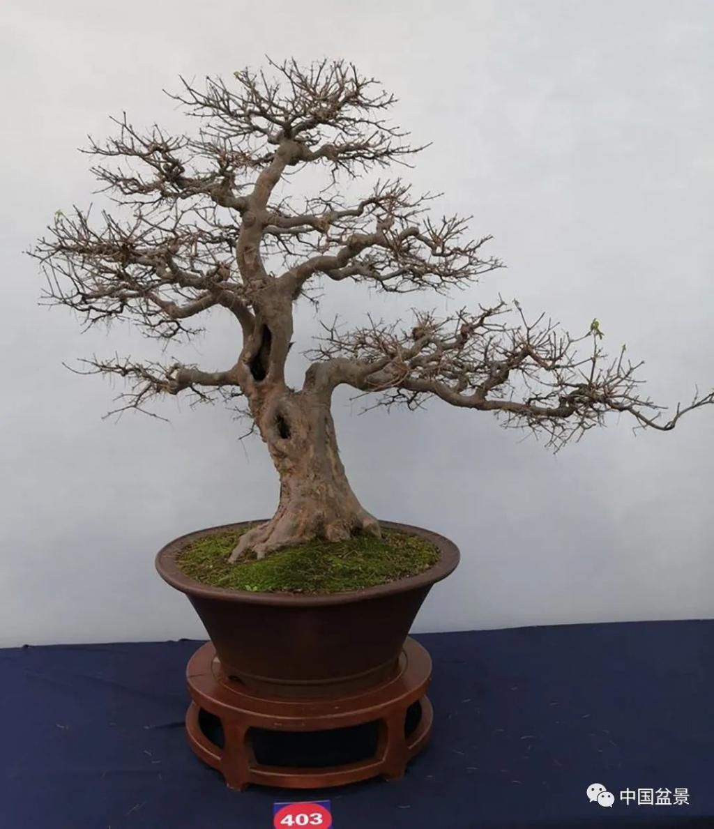  制作|盆景制作中的气、势、神、韵如何表现！静态和动态相结合是精髓