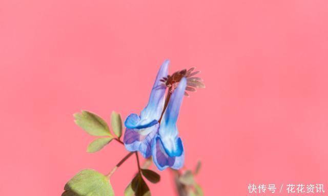 疼痛|此物是中医里面的专用“止痛药”,一身上下诸痛,服之皆可消