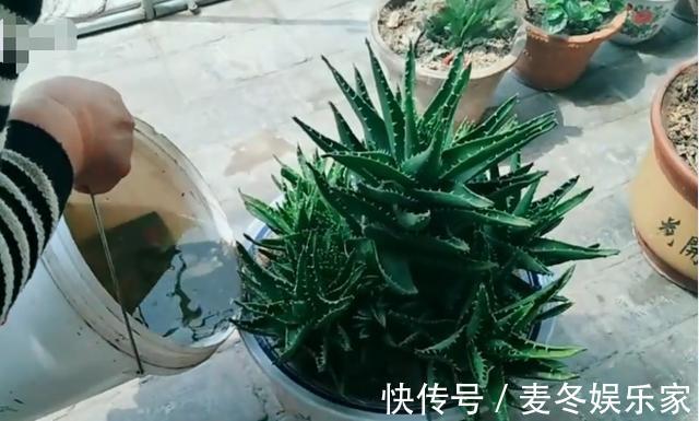 花友们|不会给长刺的芦荟换盆，花姐用这个工具来教你，放上沙土换好芦荟