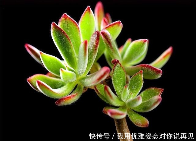 肥厚|春天养锦晃星,做好“3多1少”,叶子肥厚上色快,个子蹭蹭长