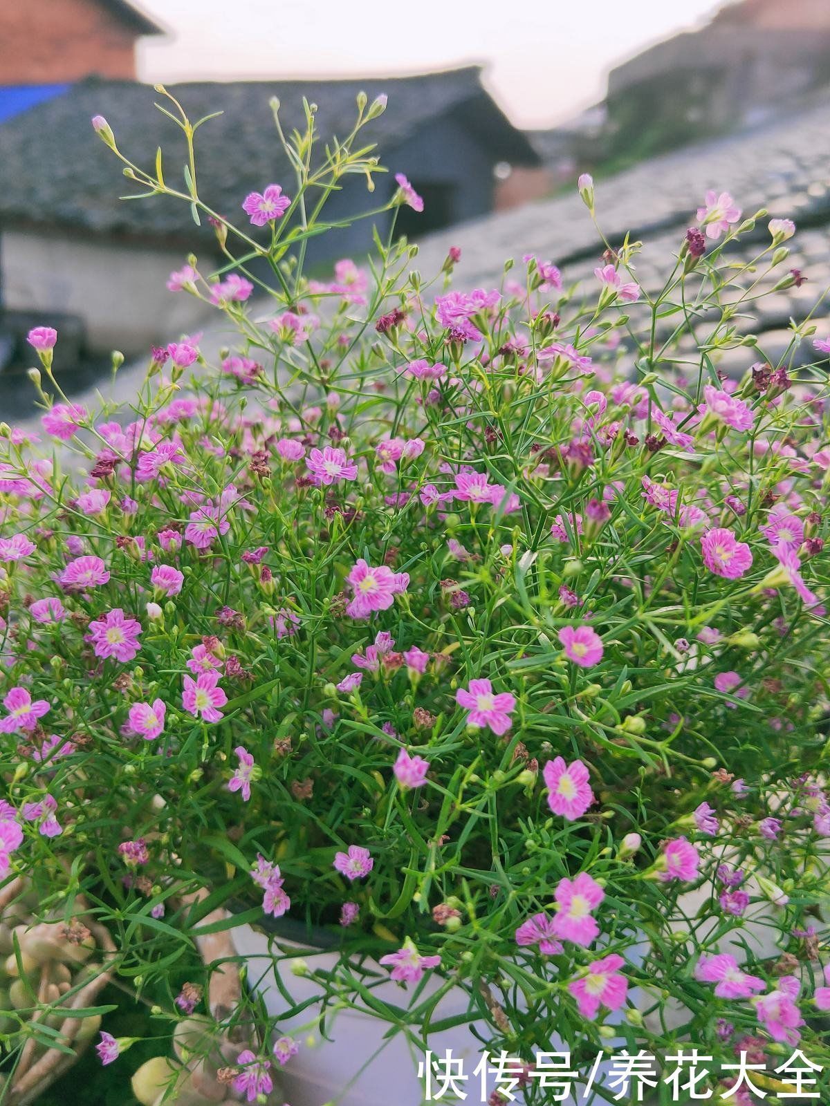 花花|养花要用小花盆，盆越小、挤着养，才能开出漂亮花