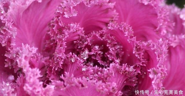 桔梗|这4种花，漂亮好养、耐寒花期长，能做美食能入药，营养健康