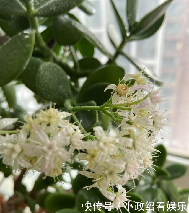 养了二十年的玉树开花了