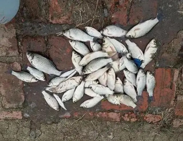 冬钓你还在单开蓝鲫吗?试试这几种新用法,让你渔获直接拉到满意