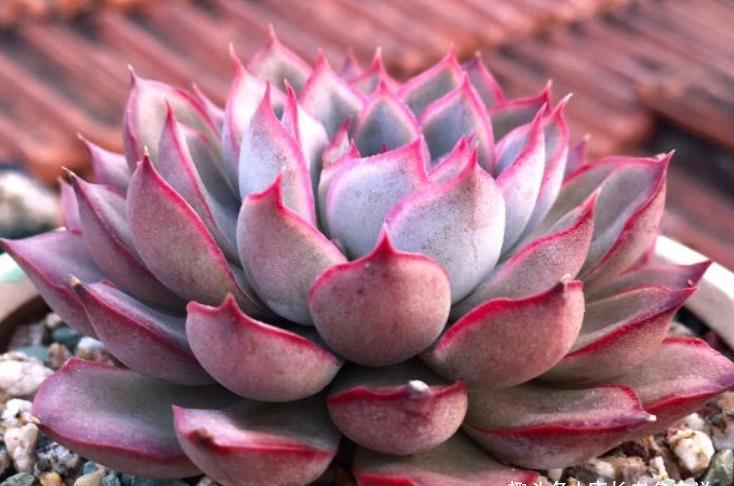 法师|这些多肉会因为状态不同而有多个名称,大家入手的时候要注意