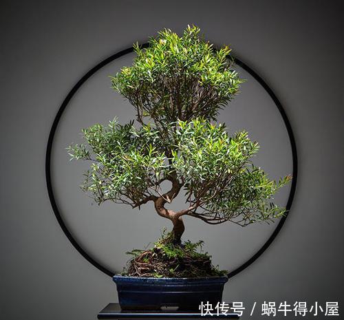 3种花越养越旺，养成老桩盆景更值钱，摆在家里惬意美好！