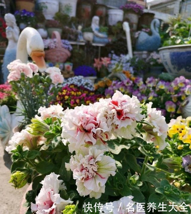 大叔的花园,亮点多多,惊艳了我,难怪大家都夸他太有生活情调了!