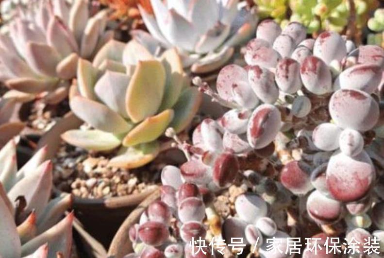 秋天给花换盆后,3件事不要做,不然难服盆,叶片还发黄