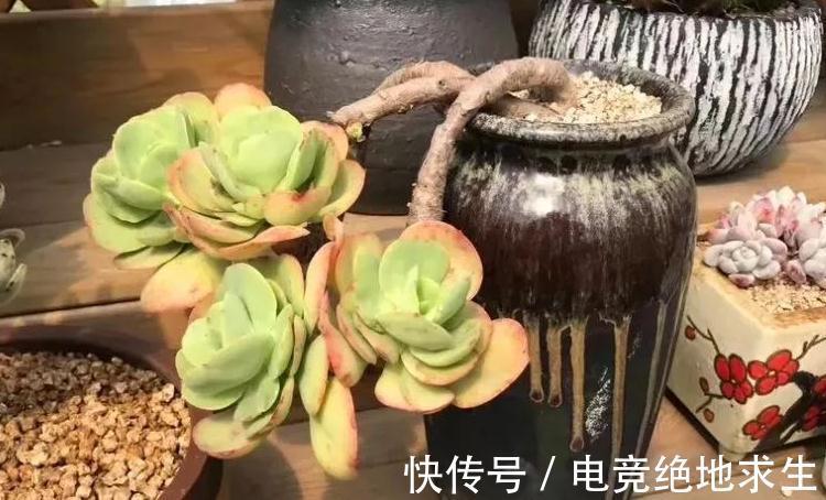 养不死的多肉植物碧桃,别称鸡蛋莲花,浅谈其老桩如何换盆