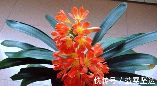 小窍门|家庭盆栽君子兰，掌握“浇水”小窍门，不干根不烂根，越长越旺