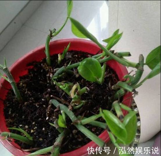 爆盆|绿萝文竹吊兰栀子花发黄枯死，气的剪成光头，一个月后居然爆盆了