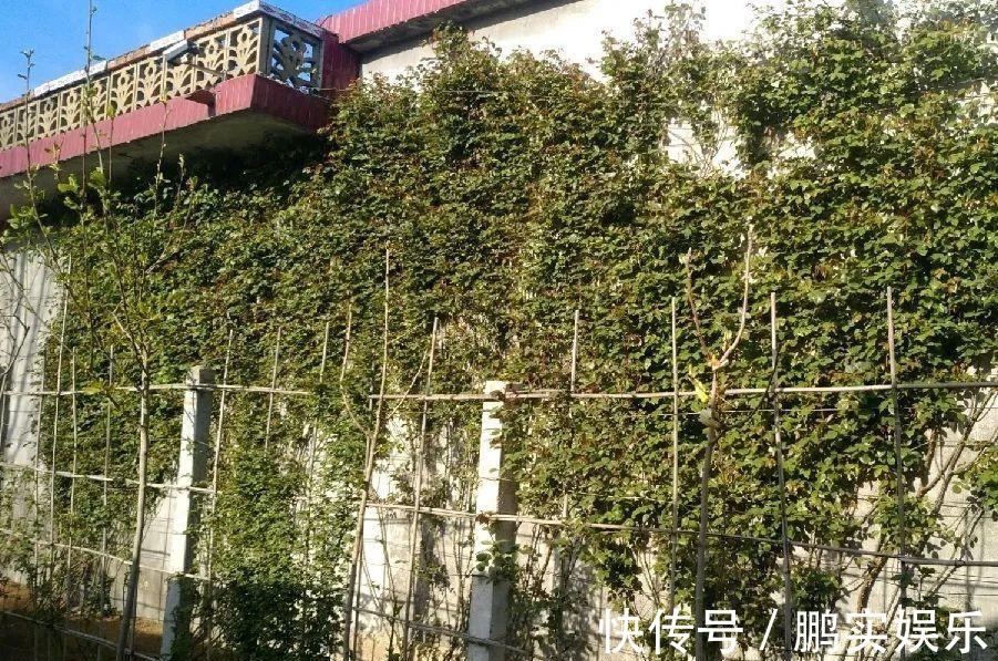 门口养棵大花树,风吹就开花,20年变成传家宝!