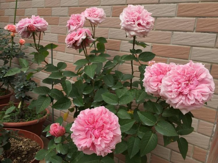 家养这些盆栽，轻松爆盆，无比惊艳，丢在阳台，蹭蹭蹭爆成花海