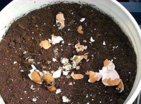 鸡蛋壳养花能促花,淘米水浇花长得旺,但是大部分人都做错了