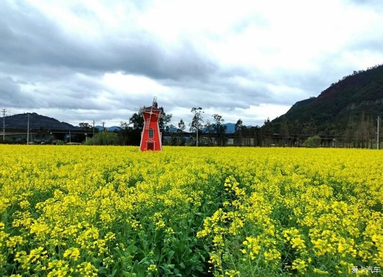 油菜花把春天写成了诗