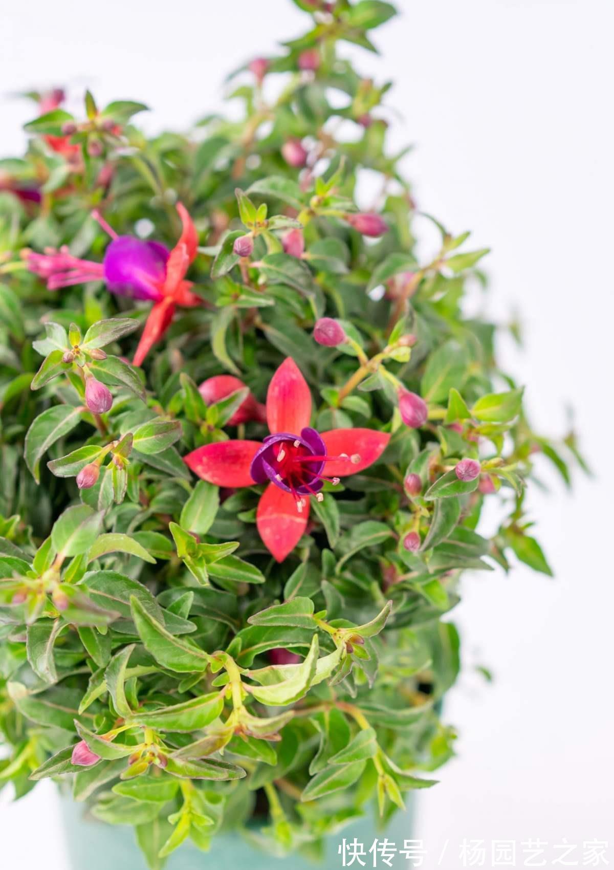 倒挂金钟|倒挂金钟夏天养不活?是你方法不对,注意温度,安稳度夏