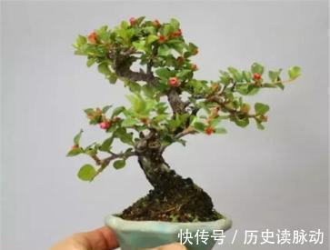 栒子|很适合新手小白种植的盆景平枝栒子种植养护简单易管理