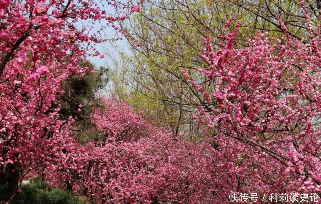 这首诗|元稹一首很特别的诗,写得生动有趣,读来让人有一种身临其境之感