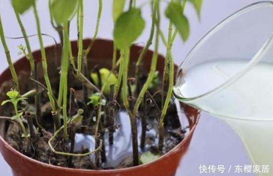 到底|这么多的养花技巧,到底哪个能用