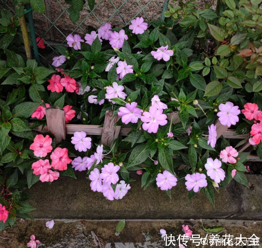 50种花春天播种,长满小院子,能开一整年