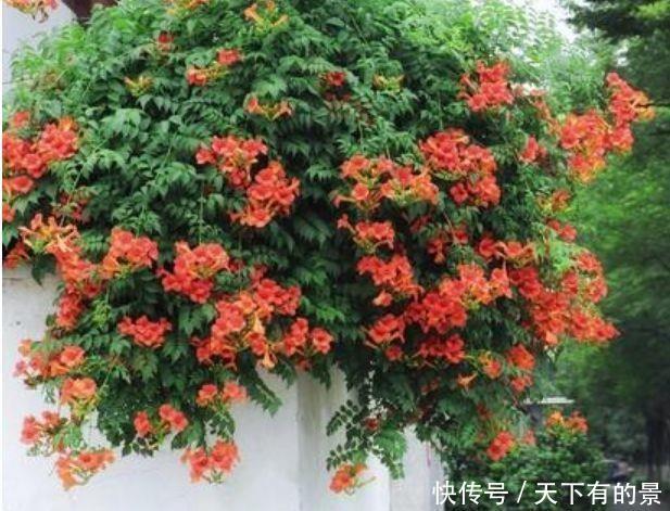 适合新手养的4种花，沾土就能活，开花漂亮，绚丽多彩