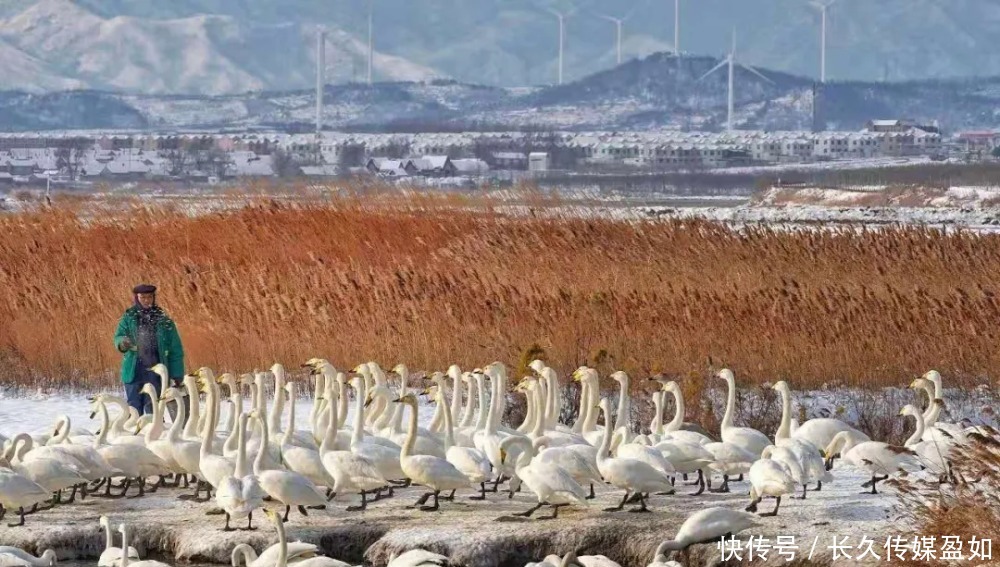 泡温泉、吃海鲜、观天鹅、赏雪景、住渔家……给你一个暖暖的冬天