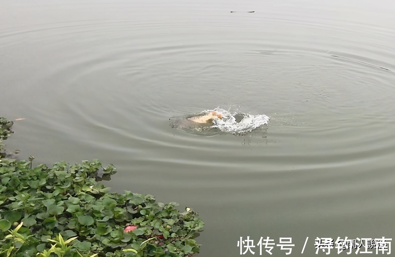 秋天的鱼都有贪食的弱点,如果你钓不上来,不妨来看看是哪里错了