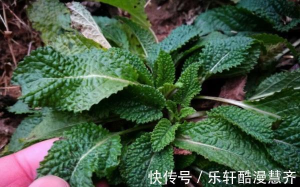 香椿炒鸡蛋|常误以为是野薄荷,看到名字才知道对不上,炒鸡蛋堪称一绝,真香