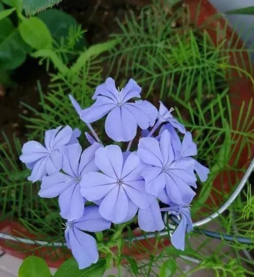 五种花如果现在有花苞了,买回家一定要剪掉