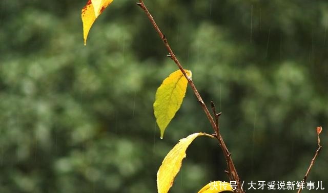 秋雨仍然在这天地间流淌着，我喜欢它的清凉