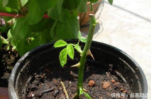 种植|新手初养月季必备清单，了解掌握，种植月季事半功倍！