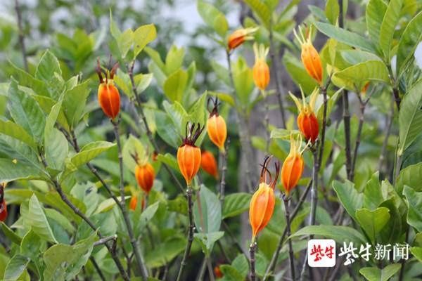  栀子花果实|栀子花结果你见过吗？