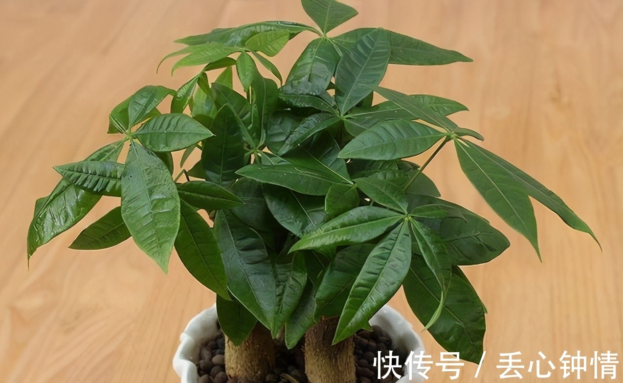 发财树烂根、叶片枯黄耷拉,养花人别灰心,调整这2点就好了