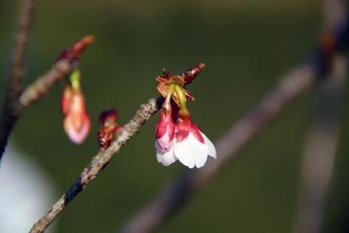 老年|上海植物园早樱开啦！但部分樱花只有半边花萼？