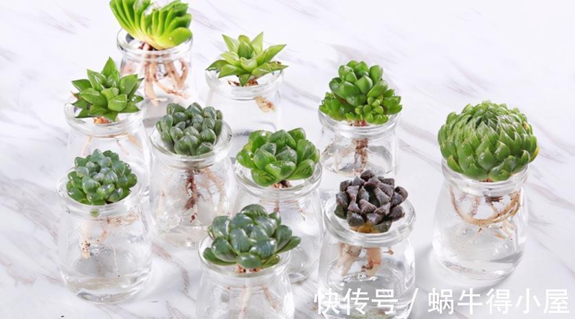 土培|水培养多肉该注意的地方